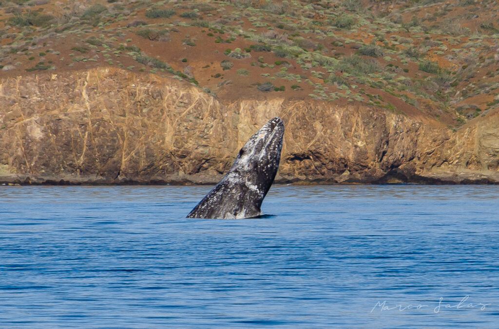 Magbay baja california Mexico whale trips